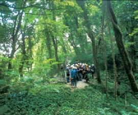 Gemmano: Riserva Naturale Orientata 123 ettari, tutelati per il loro indubbio valore naturalistico dato dalla presenza di una vegetazione densa e ricca, di una fauna con presenza di animali selvatici rari, di una geologia particolare con formazioni di gessi e calanchi