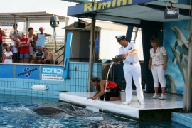 Delfino Lapo Rimini