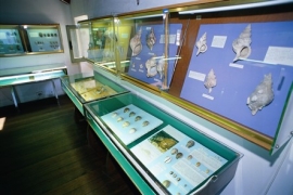Museo delle Conchiglie Bellaria 