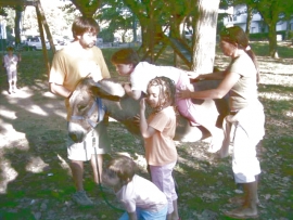 Pet Therapy Rimini Acquario cattolica