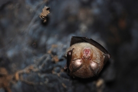 Pipistrelli Onferno