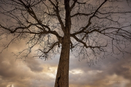 rimini albero