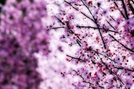 A Sadurano la festa di primavera