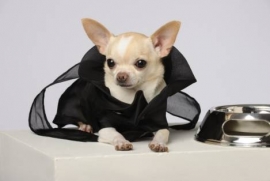 Accessori Cani Rimini