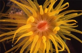 Acquario Cattolica Natale