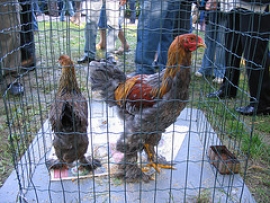 Allevamento Romagna in Ripresa