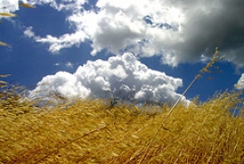 Bilancio Annata Agraria 2007