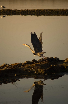 Birdwatching e slow tourism