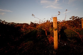 Campo del Sole Bertinoro