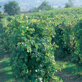Cantine Aperte Romagna