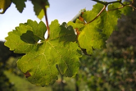 Capodanno del Vino San Giovanni