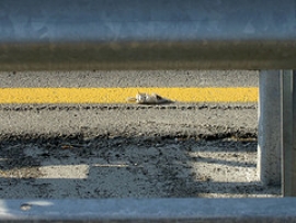 Casello A14 Rubicone