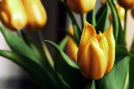 Cattolica in Fiore si unisce con San Remo