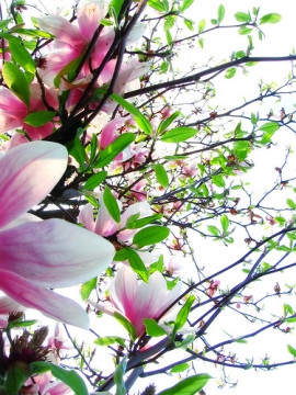 Cattolica in Fiore