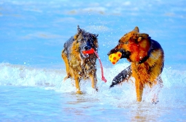 Cattolica per cani: spiagge e hotel per Friendly