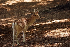 Censimento dei cervi nel Parco nazionale