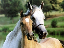 Centro Ippico San Giovanni Marignano Riviera Horses
