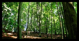 Circolo Bosco Verde Gambettola