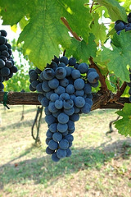 Clonazione Sangiovese Verucchio