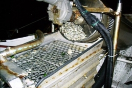 Controlli Pescatori Rimini
