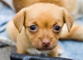 Corso Benessere Cani