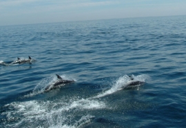 Delfini in Adriatico