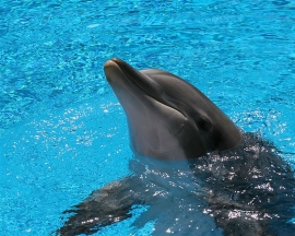 Delfino Mary G