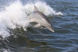 Delfino Spiaggiato