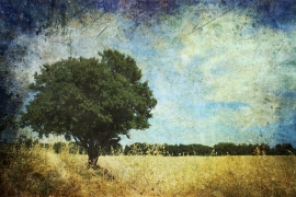 Dipinto di Annibale Gatti alla Casa Bianca