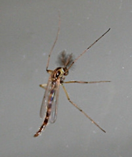Emergenza Zanzara Tigre
