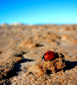 Erosione spiaggia Riccione