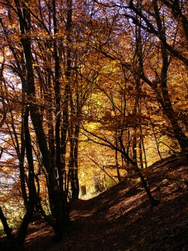 Escursioni Foresta della Lama