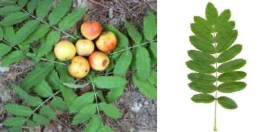 Festa dei Frutti Dimenticati