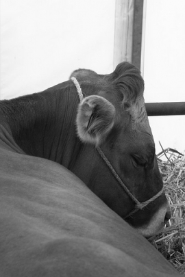 Fiera di Pugliano Incontro con gli animalisti
