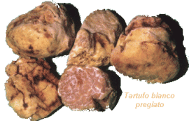 Fiera Tartufo Savigno
