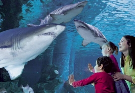 Fiorello all'Acquario di Cattolica