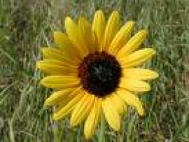 Fitoterapia ad Alfonsine