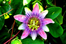 Flora Trade Workshop