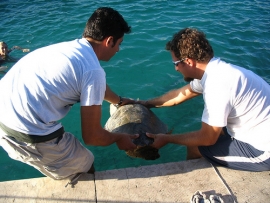 Fondazione Cetacea Riccione