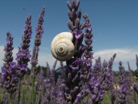 Giornata della Lavanda