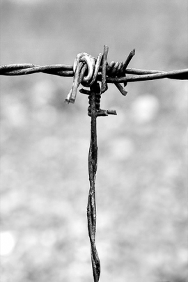 Giorno della memoria Celebrazioni a Rimini