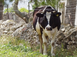 I Sapori della fattoria