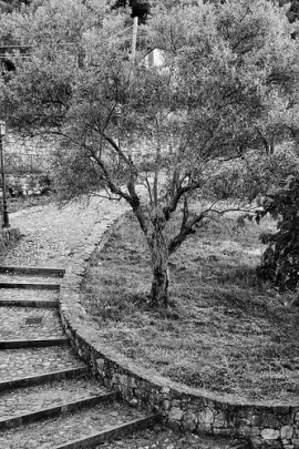 Itinerario piante storiche