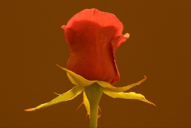 LA REGINA sta preparando un SanValentino con tanto di promessa d’amore.