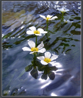 Maggio in Fiore