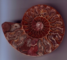 Maxi ostrica riaffiora dal passato