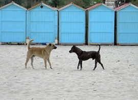 Microchip per Cani Lugo