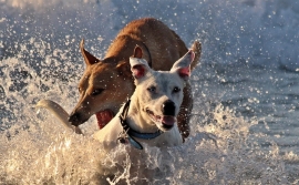 Misano per cani: Spiagge e Hotel Pet Friendly