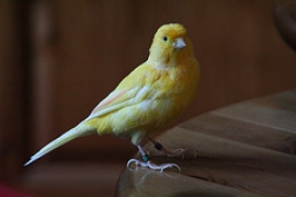 Mostra Animali Cesena