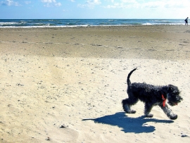 Mostra Concorso fotografica cane gatto